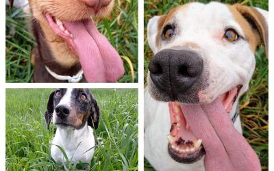 Los delitos contra los animales. Sentencia TS. Opinión.