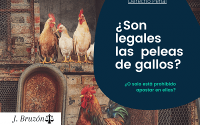 Peleas de gallos ¿Son legales?